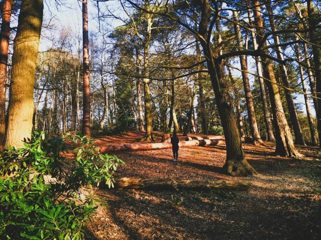 person standing in forest